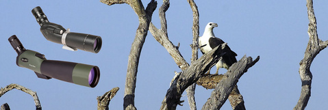 Acuter Spektive Natur Vögel Ornithologie Jagd Australien Reise Acuter Spektive Natur Vögel Ornithologie Jagd Australien Reise